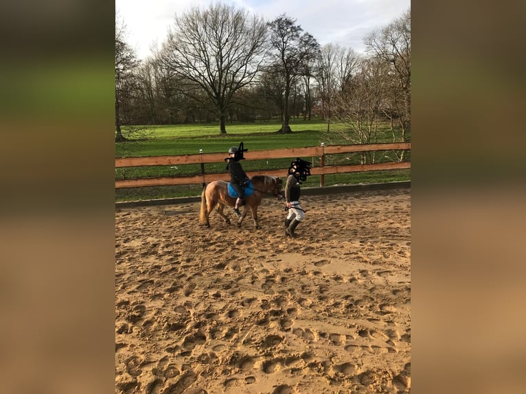 Plus de poneys/petits chevaux Croisé Jument 6 Ans 112 cm in Bunde