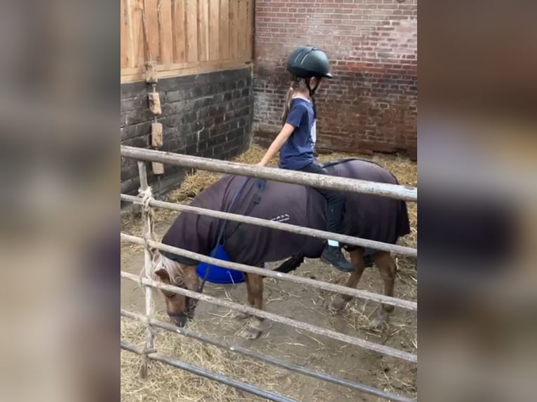 Plus de poneys/petits chevaux Croisé Jument 6 Ans 112 cm in Bunde