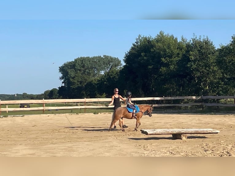 Plus de poneys/petits chevaux Croisé Jument 6 Ans 112 cm in Bunde