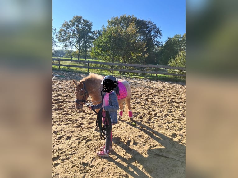 Plus de poneys/petits chevaux Croisé Jument 6 Ans 112 cm in Bunde