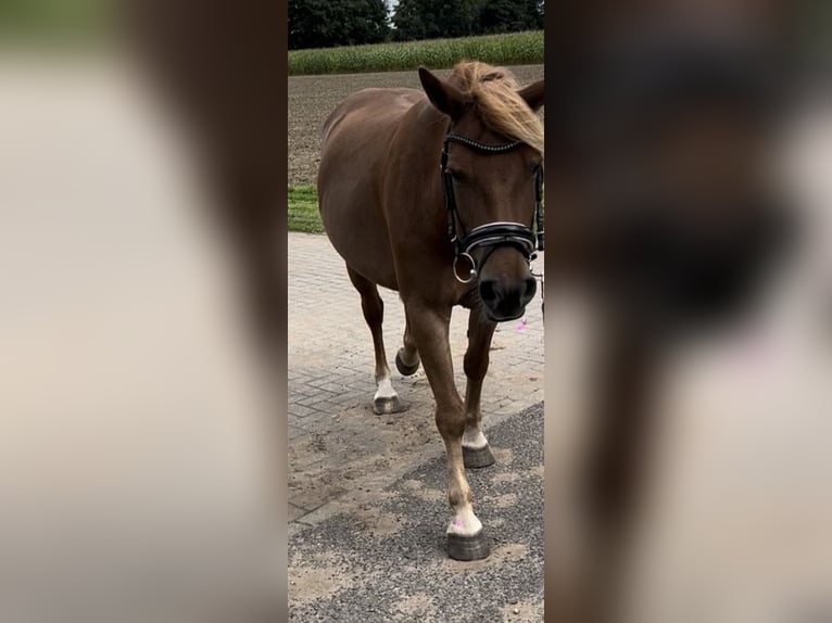 Plus de poneys/petits chevaux Croisé Jument 6 Ans 139 cm Alezan in Dorsten