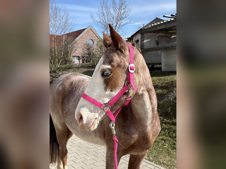 Plus de poneys/petits chevaux Jument 6 Ans 141 cm Rouan Rouge in Wolfsburg