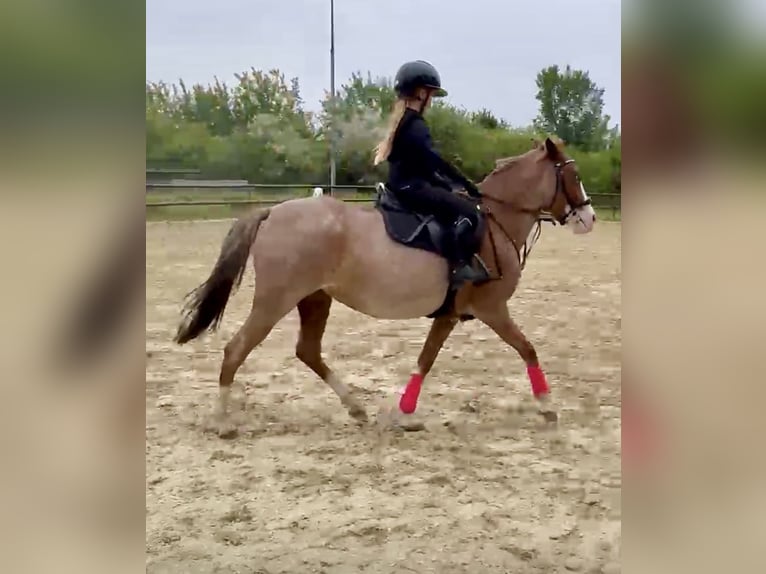 Plus de poneys/petits chevaux Jument 6 Ans 141 cm Rouan Rouge in Wolfsburg