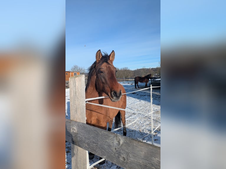 Plus de poneys/petits chevaux Croisé Jument 6 Ans 143 cm Bai clair in Arnsberg