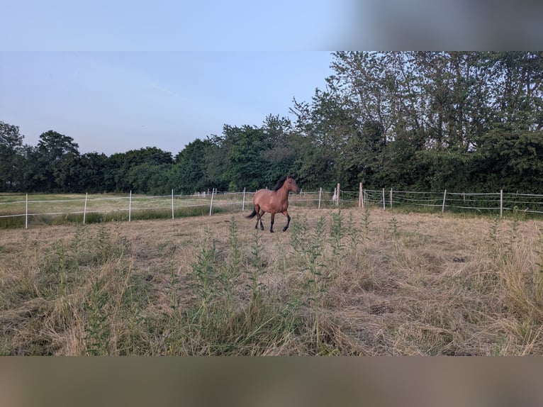 Plus de poneys/petits chevaux Croisé Jument 6 Ans 143 cm Bai clair in Arnsberg