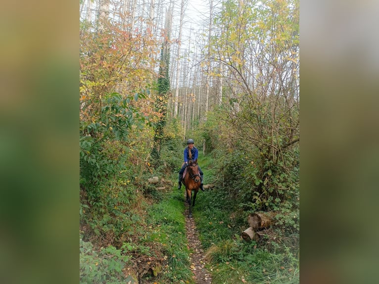 Plus de poneys/petits chevaux Croisé Jument 6 Ans 143 cm Bai clair in Arnsberg