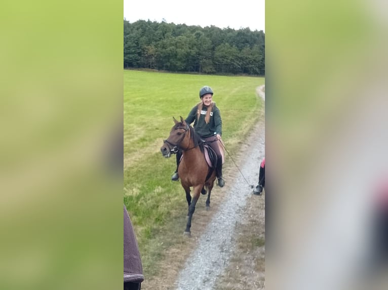 Plus de poneys/petits chevaux Croisé Jument 6 Ans 143 cm Bai clair in Arnsberg