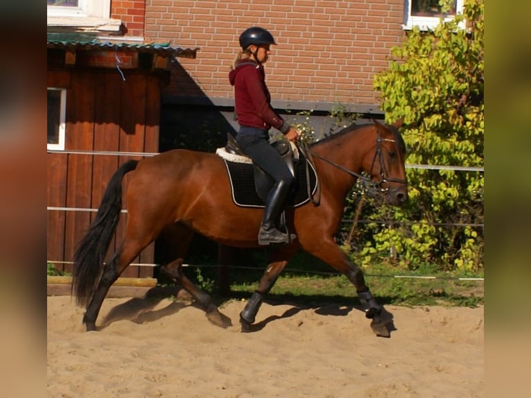 Plus de poneys/petits chevaux Jument 6 Ans 146 cm Bai in Velpke