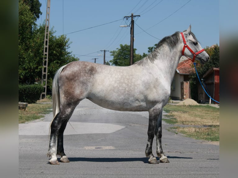 Plus de poneys/petits chevaux Jument 6 Ans 147 cm Gris in B&#xE9;k&#xE9;s
