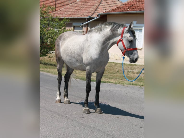 Plus de poneys/petits chevaux Jument 6 Ans 147 cm Gris in B&#xE9;k&#xE9;s