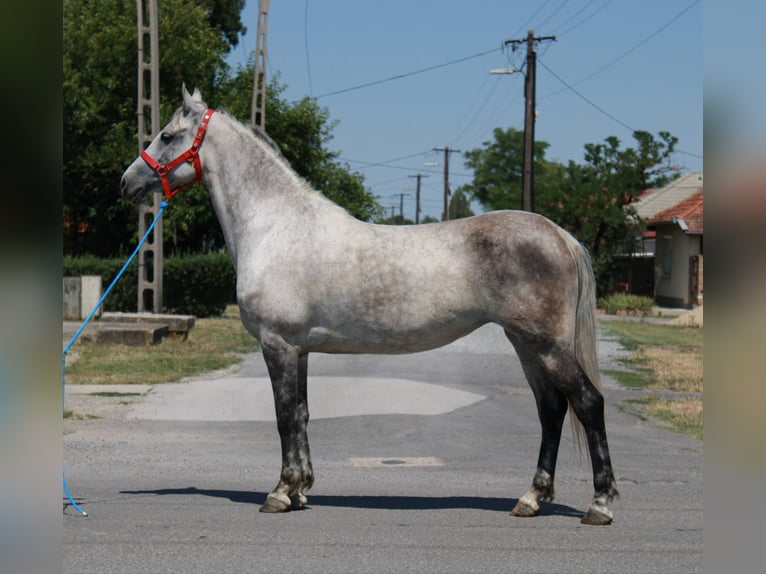 Plus de poneys/petits chevaux Jument 6 Ans 147 cm Gris in B&#xE9;k&#xE9;s