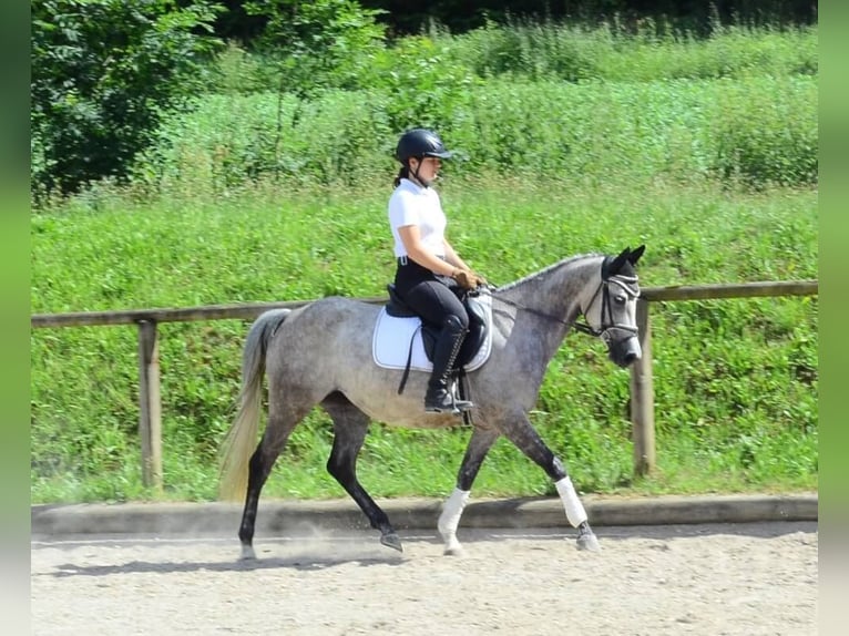 Plus de poneys/petits chevaux Jument 6 Ans 147 cm Gris in Wellheim
