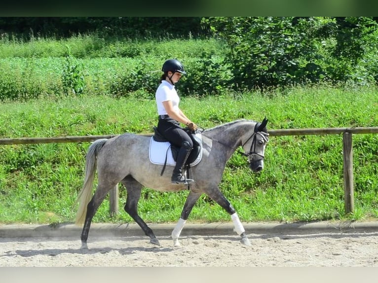 Plus de poneys/petits chevaux Jument 6 Ans 147 cm Gris in Wellheim