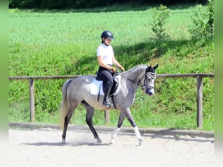 Plus de poneys/petits chevaux Jument 6 Ans 147 cm Gris in Wellheim