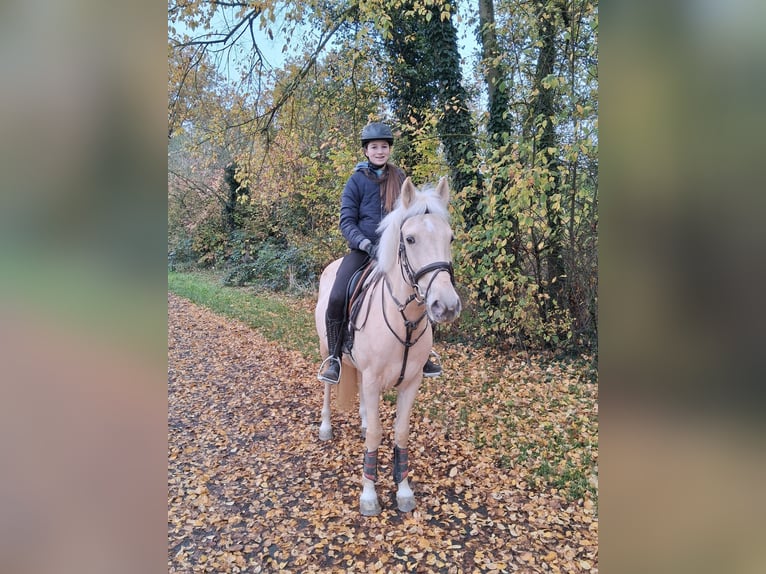 Plus de poneys/petits chevaux Jument 6 Ans 147 cm Palomino in Nidderau