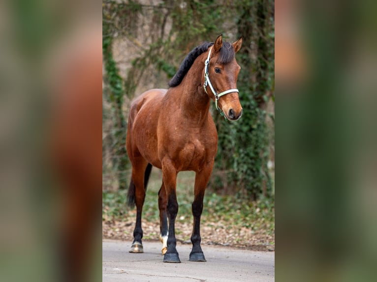 Plus de poneys/petits chevaux Jument 6 Ans 148 cm Bai in Békéscsaba