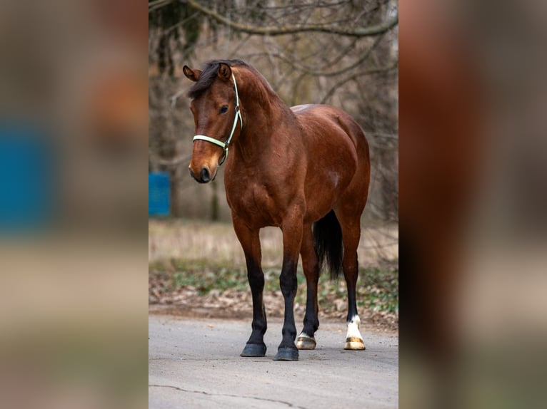 Plus de poneys/petits chevaux Jument 6 Ans 148 cm Bai in Békéscsaba