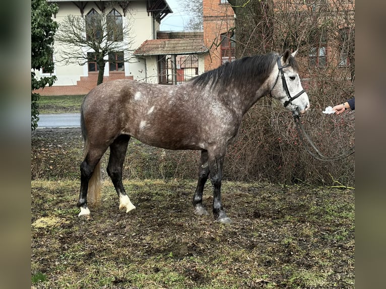 Plus de poneys/petits chevaux Jument 6 Ans 148 cm Gris pommelé in Békéscsaba
