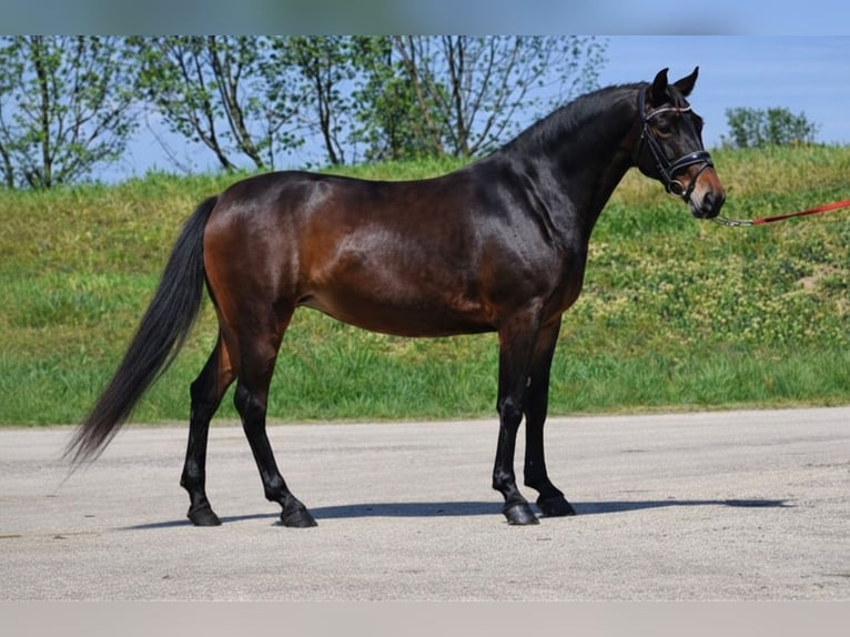 Plus de poneys/petits chevaux Jument 6 Ans 149 cm Bai in Békéscsaba