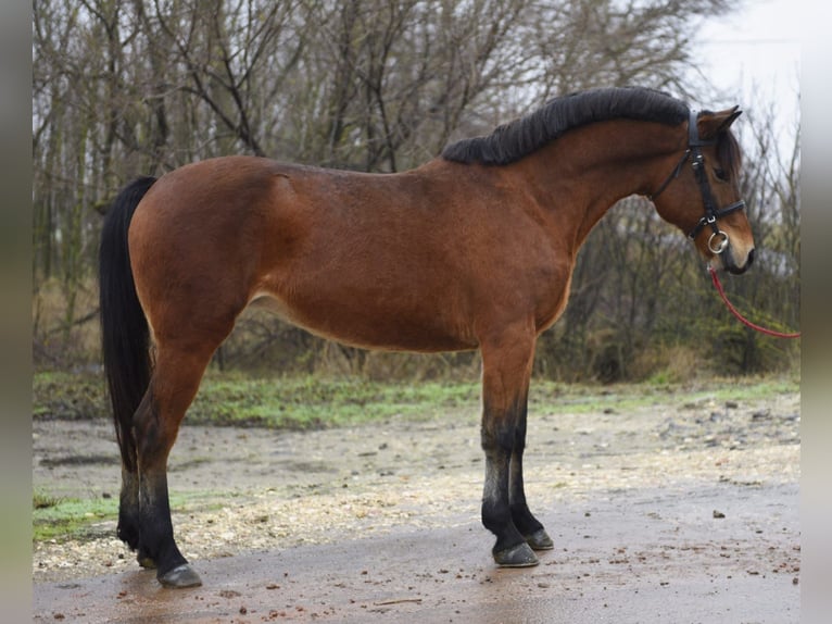 Plus de poneys/petits chevaux Jument 6 Ans 150 cm Bai in Debrecen