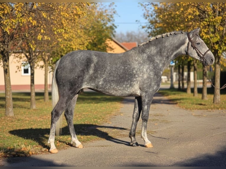 Plus de poneys/petits chevaux Jument 6 Ans 152 cm Gris pommelé in Békéscsaba