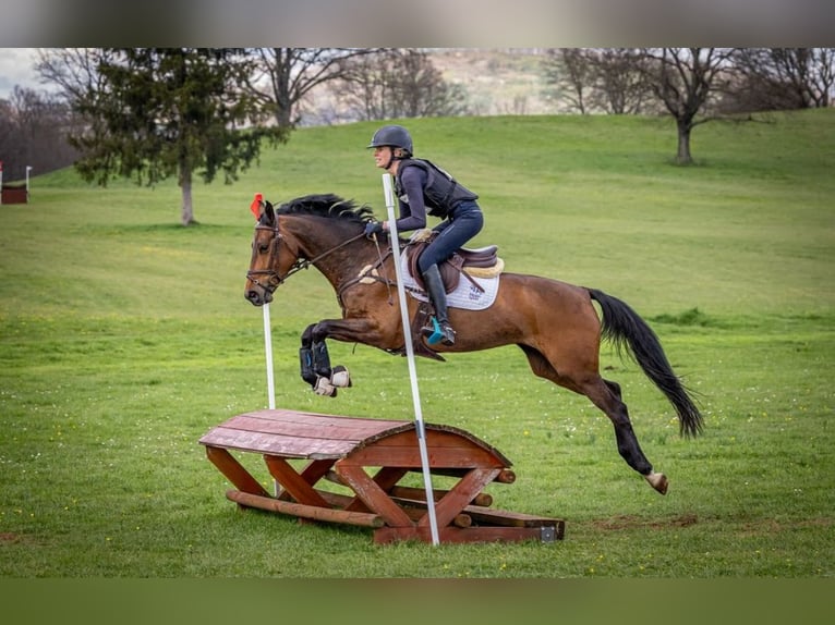 Plus de poneys/petits chevaux Jument 6 Ans 155 cm Bai cerise in Roma
