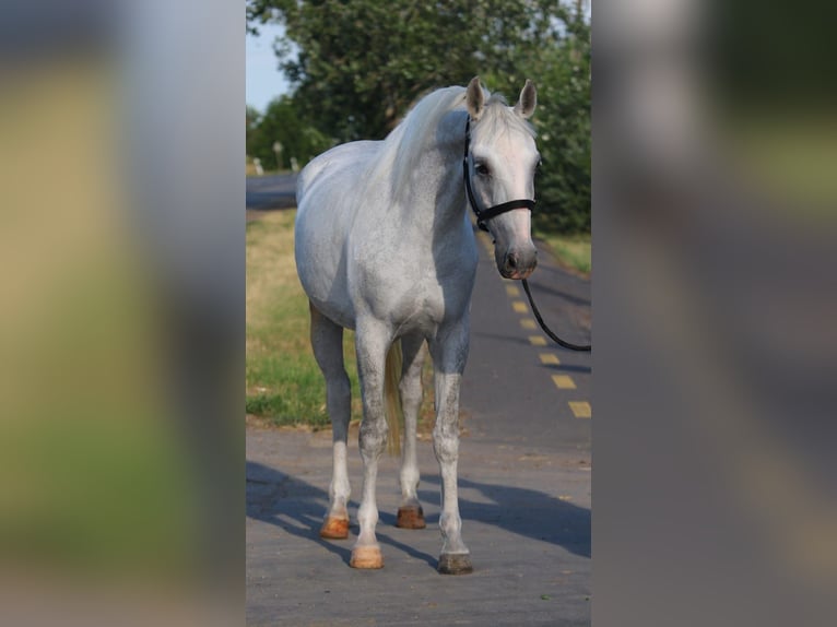 Plus de poneys/petits chevaux Jument 6 Ans 155 cm Gris in Gyula