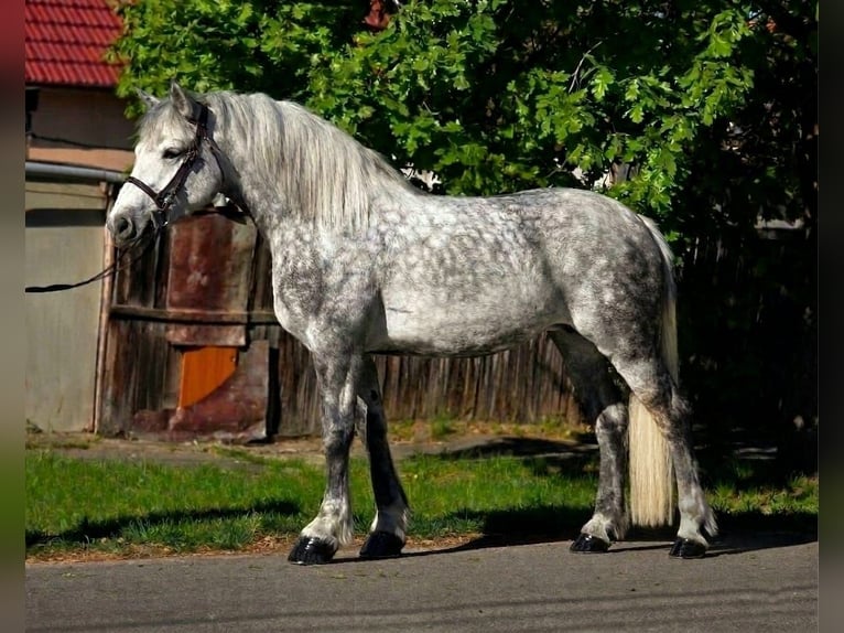 Plus de poneys/petits chevaux Jument 6 Ans 157 cm Gris pommelé in Békéscsaba