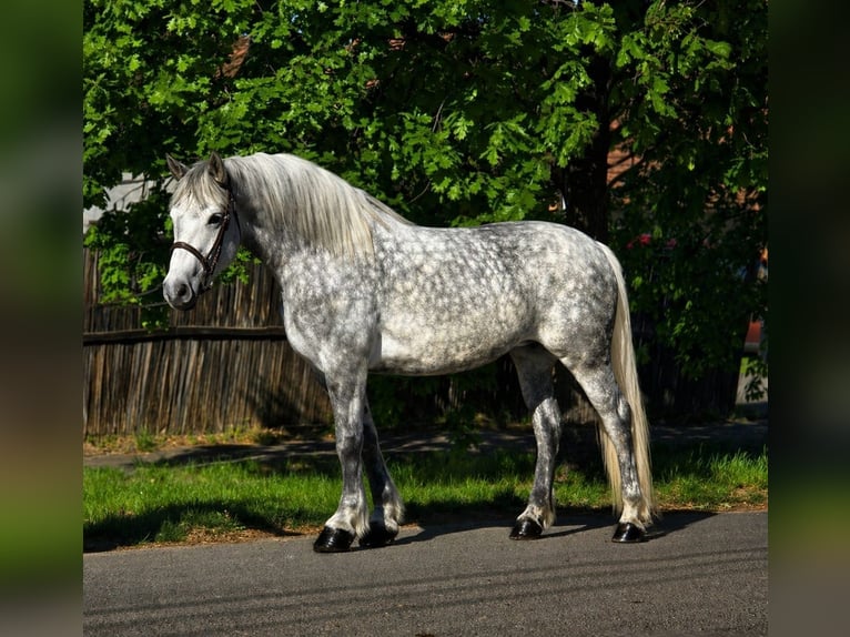 Plus de poneys/petits chevaux Jument 6 Ans 157 cm Gris pommelé in Békéscsaba