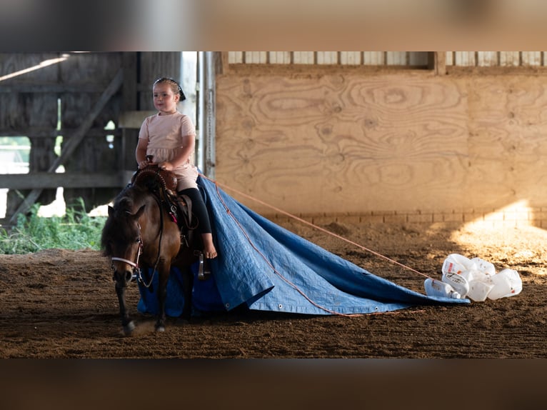 Plus de poneys/petits chevaux Jument 6 Ans 84 cm Bai cerise in Fredericksburg
