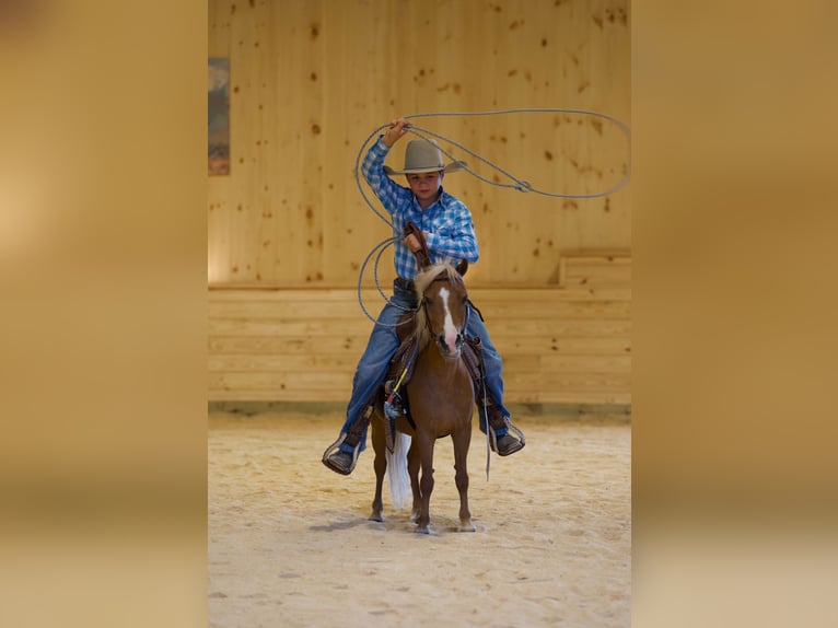Plus de poneys/petits chevaux Jument 6 Ans 91 cm Palomino in Mc Connellsburg