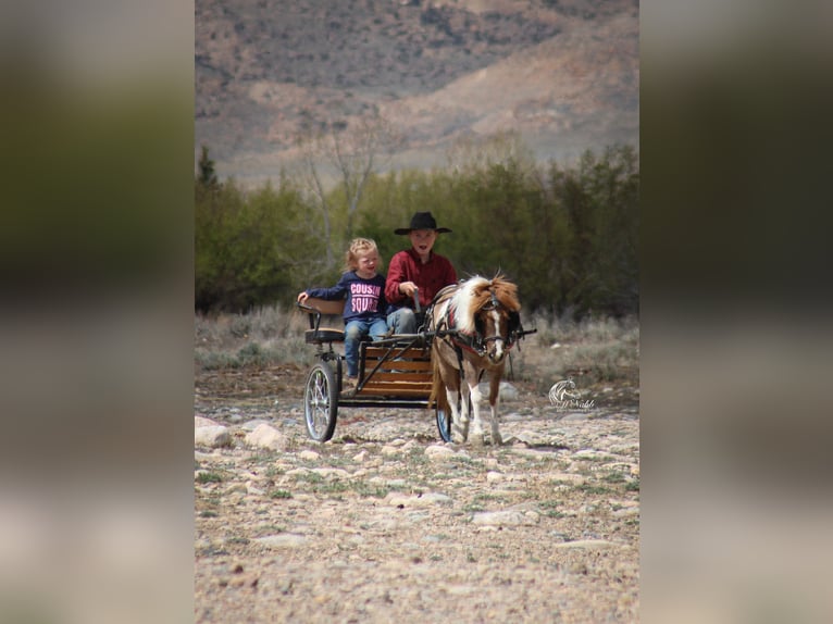 Plus de poneys/petits chevaux Jument 6 Ans 97 cm Tobiano-toutes couleurs in Cody, WY