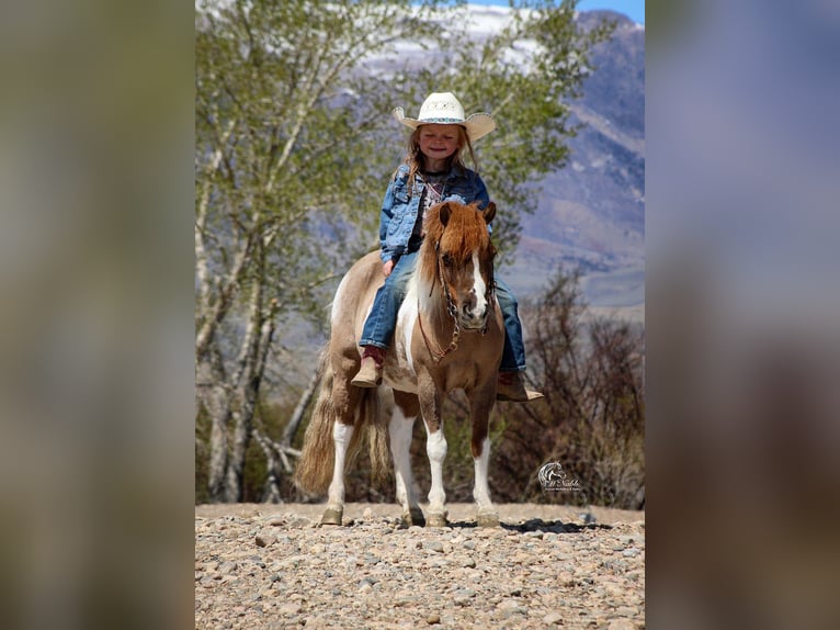 Plus de poneys/petits chevaux Jument 6 Ans 97 cm Tobiano-toutes couleurs in Cody, WY
