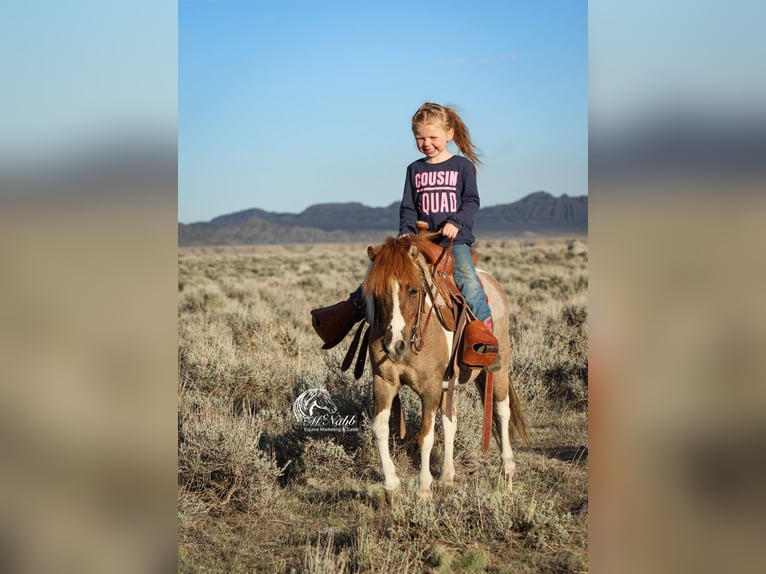 Plus de poneys/petits chevaux Jument 6 Ans 97 cm Tobiano-toutes couleurs in Cody, WY