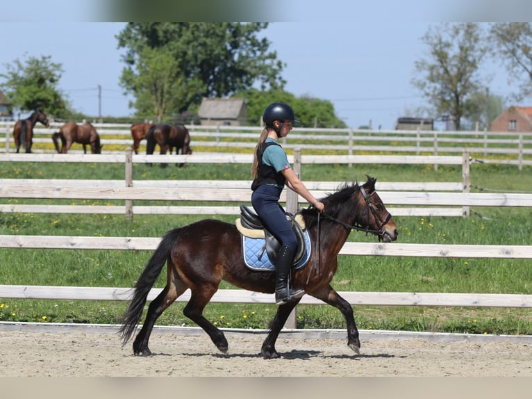 Plus de poneys/petits chevaux Jument 7 Ans 121 cm Bai in Bogaarden