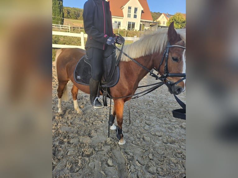Plus de poneys/petits chevaux Croisé Jument 7 Ans 135 cm Alezan in Delligsen