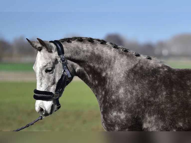 Plus de poneys/petits chevaux Jument 7 Ans 140 cm Gris in Budapest