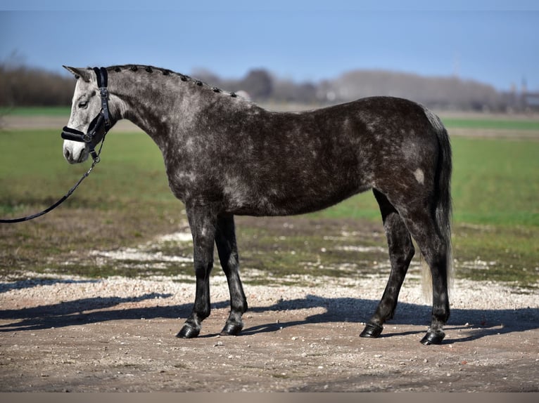 Plus de poneys/petits chevaux Jument 7 Ans 140 cm Gris in Budapest