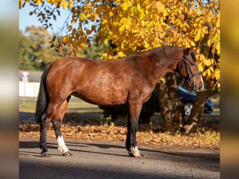 Plus de poneys/petits chevaux Jument 7 Ans 144 cm Bai in B&#xE9;k&#xE9;scsaba