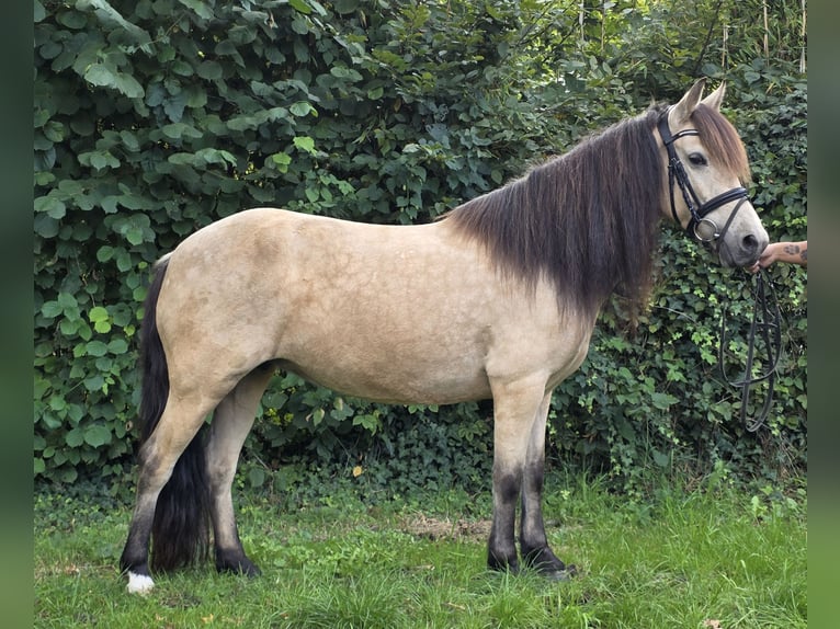 Plus de poneys/petits chevaux Jument 7 Ans 144 cm Isabelle in Wachtendonk
