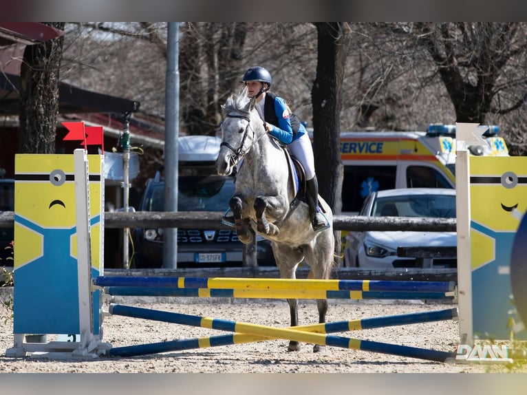 Plus de poneys/petits chevaux Jument 7 Ans 145 cm Gris pommelé in Rosegg