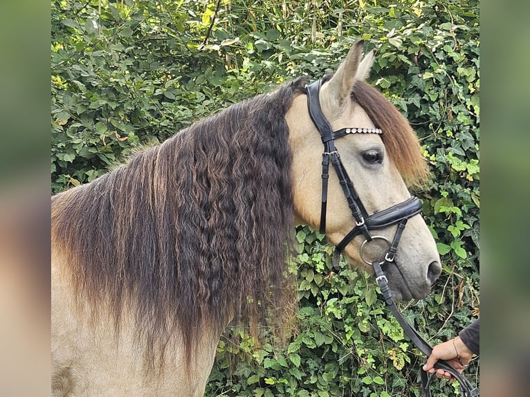 Plus de poneys/petits chevaux Jument 7 Ans 145 cm Isabelle in Wachtendonk