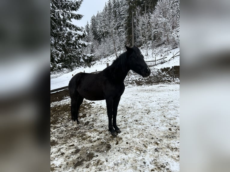 Plus de poneys/petits chevaux Jument 7 Ans 146 cm Noir in Glödnitz