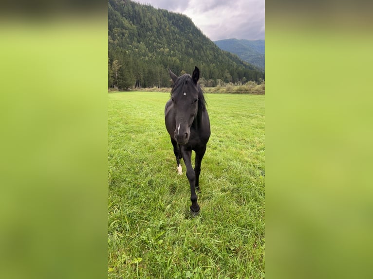 Plus de poneys/petits chevaux Jument 7 Ans 146 cm Noir in Glödnitz