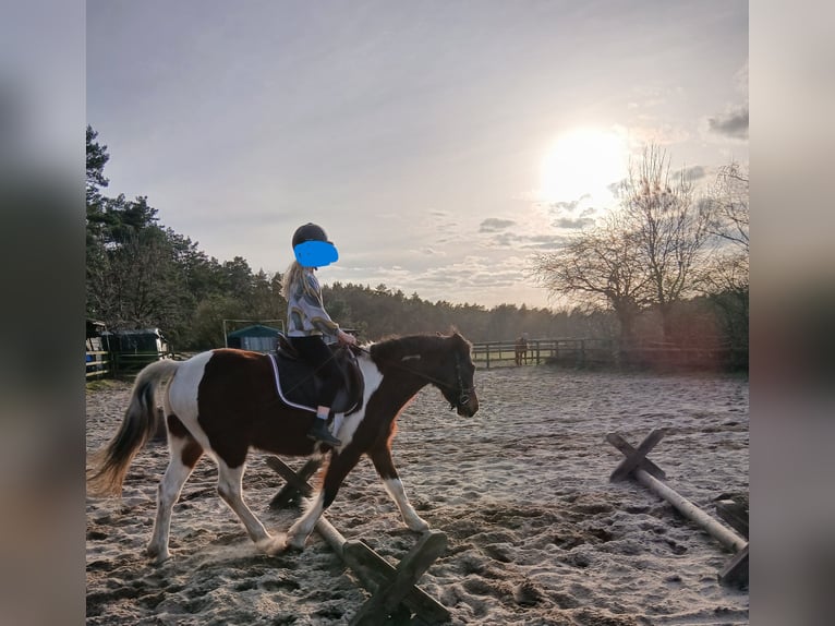 Plus de poneys/petits chevaux Jument 7 Ans 146 cm Pinto in Burgdorf