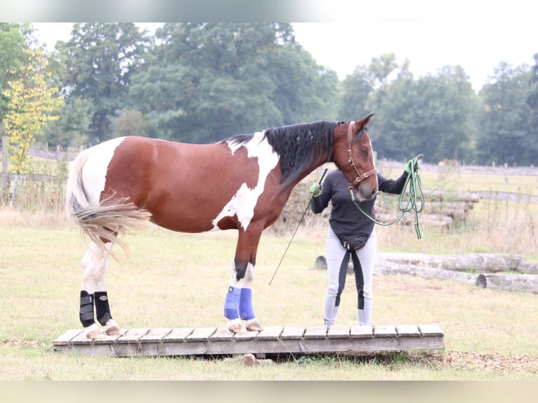 Plus de poneys/petits chevaux Jument 7 Ans 146 cm Pinto in Burgdorf