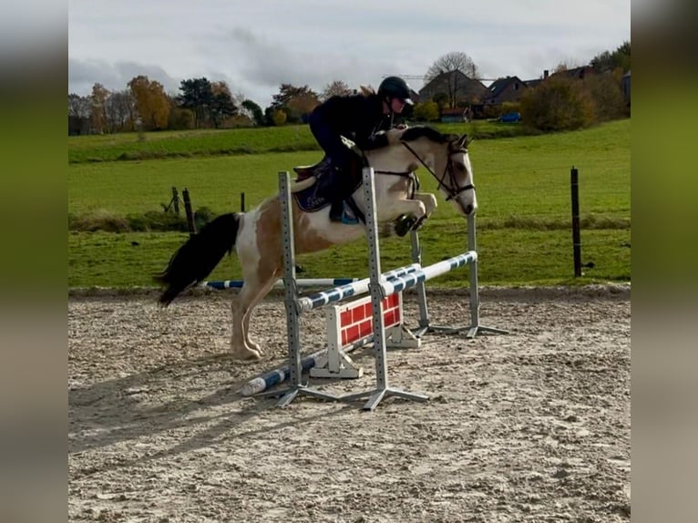 Plus de poneys/petits chevaux Jument 7 Ans 146 cm Pinto in Nettersheim
