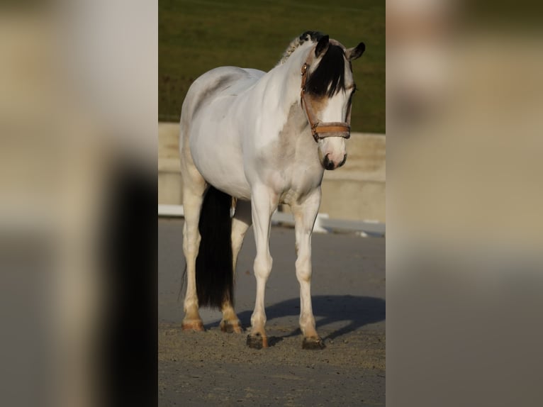Plus de poneys/petits chevaux Jument 7 Ans 146 cm Pinto in Nettersheim
