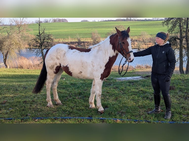 Plus de poneys/petits chevaux Jument 7 Ans 146 cm Pinto in Neu Gaarz
