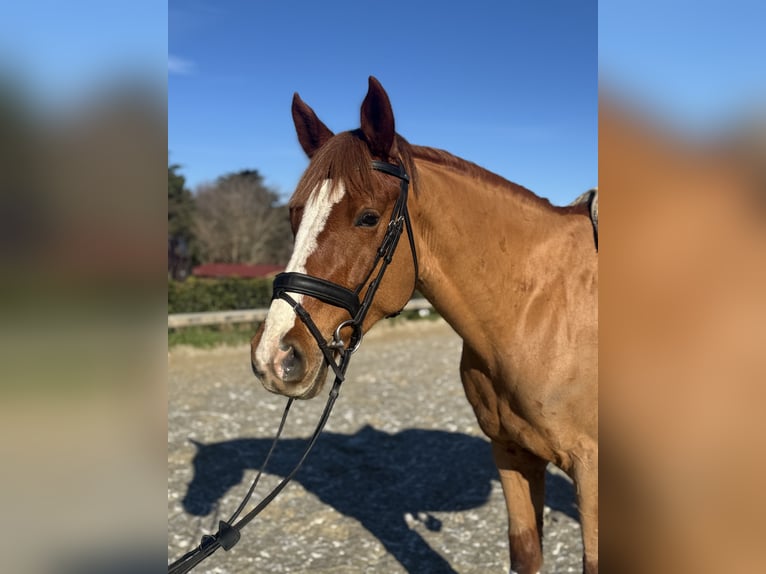 Plus de poneys/petits chevaux Jument 7 Ans 147 cm Alezan brûlé in Roma